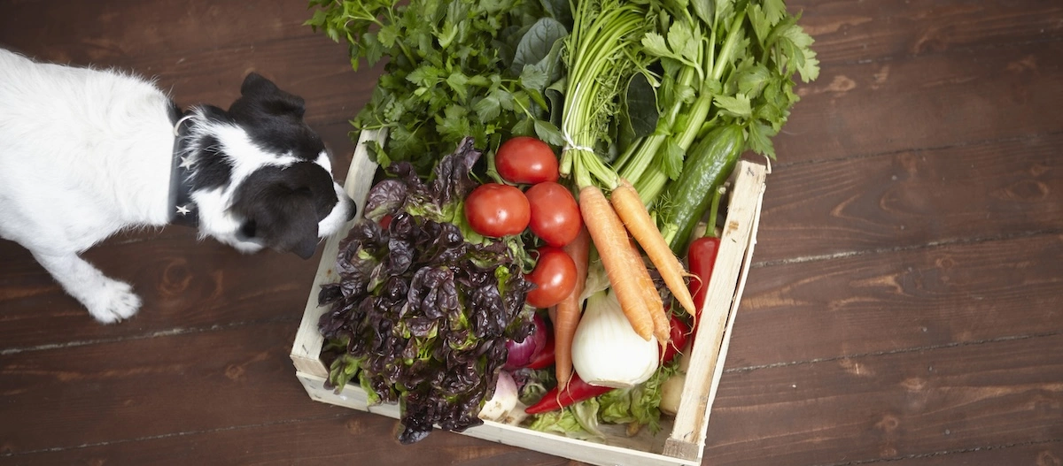 Frisches Gemüse in einer Holzkiste mit Karotten, Tomaten, Gurken, Salat und Sellerie, neben einem neugierigen schwarz-weißen Hund auf Holzboden.
