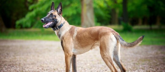 Pies rasy Belgian Malinois stoi czujnie na leśnej ścieżce z zielonym tłem