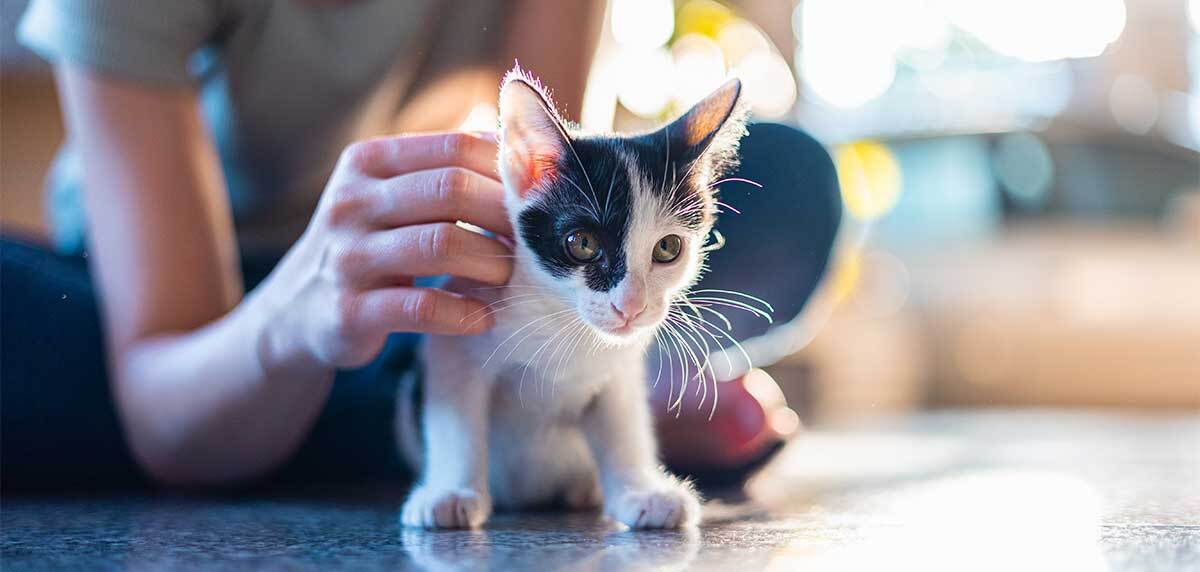 poids moyen chat européen 6 mois