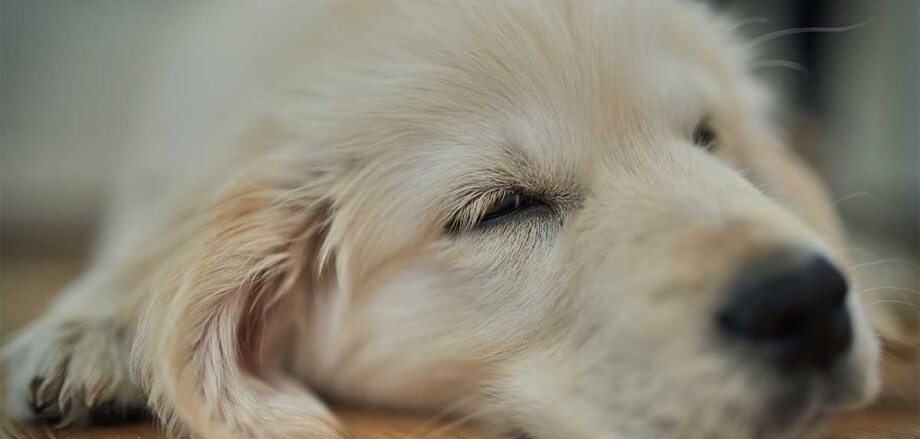 Un chien qui dort