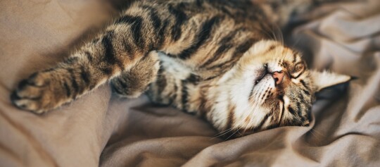 Schlafende getigerte Katze, entspannt auf einer beigen Decke liegend