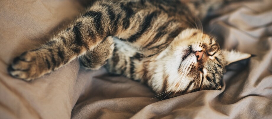 Schlafende Katze auf einer Couch