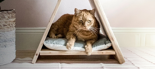 Rote Katze entspannt in kleinem dreieckigem Holzhaustierzelt auf weichem Kissen im gemütlichen Wohnzimmer