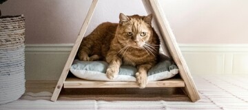 Rote Katze entspannt in kleinem dreieckigem Holzhaustierzelt auf weichem Kissen im gemütlichen Wohnzimmer