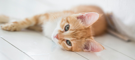 DE_KW46_Newpet_LW_OS_NL_App.Promo_2 New Pet