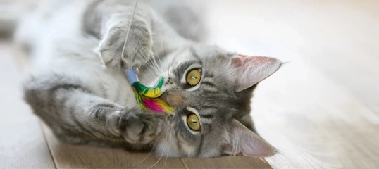 Graue getigerte Katze spielt mit buntem Feder-Spielzeug auf Holzboden, Nahaufnahme