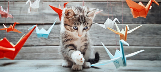 Kitten_mit_Spielzeug_1200px527