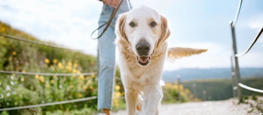 Glücklicher Golden Retriever Hund beim Spaziergang an der Leine auf einem sonnigen Naturweg mit grüner Wiese und gelben Blumen