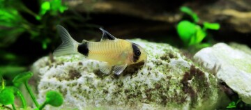 Nahaufnahme eines Panda-Corydoras-Welses mit schwarzen Flecken auf einem mit Algen bedeckten weißen Stein im Aquarium