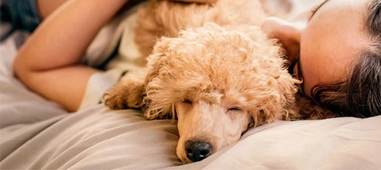 Schlafender lockiger Pudel liegt entspannt neben einer schlafenden Person auf einem gemütlichen Bett