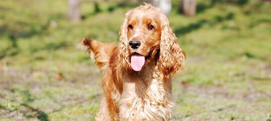 Goldener Cocker Spaniel Hund mit langem, welligem Fell steht glücklich auf einer grünen Wiese