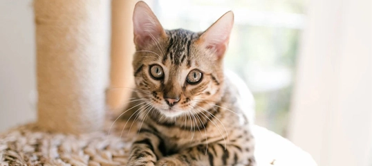 Nahaufnahme einer jungen getigerten Katze mit grünen Augen, die auf einem geflochtenen Untergrund liegt.
