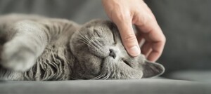 Chat gris détendu caressé doucement par une main humaine