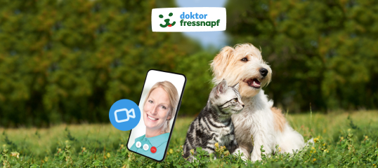 Glücklicher Hund und Katze sitzen zusammen auf der Wiese neben einem Smartphone mit Videoanruf, Logo von Doktor Fressnapf im Hintergrund.