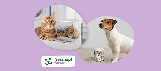 Zwei Bengal-Katzen liegen entspannt auf einer Fensterbank, daneben steht ein Jack-Russell-Terrier neben einer Tasse mit Hunde-Foto – Fressnapf Fotos.