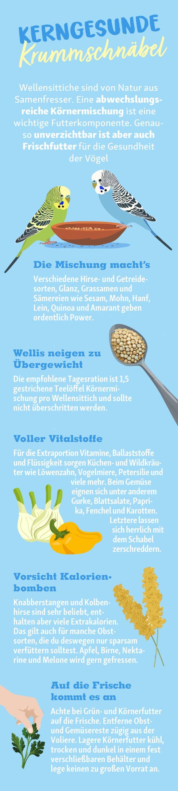 Infografik zur gesunden Ernährung von Wellensittichen mit Tipps zu abwechslungsreicher Körnermischung, Frischfutter, Kalorien und Frische.