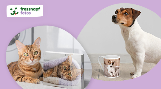 Picanova_V7 Bengal-Katze neben einem transparenten Fotoblock mit ihrem Bild und ein Jack-Russell-Terrier neben einer Tasse mit seinem Foto auf hellem lila Hintergrund