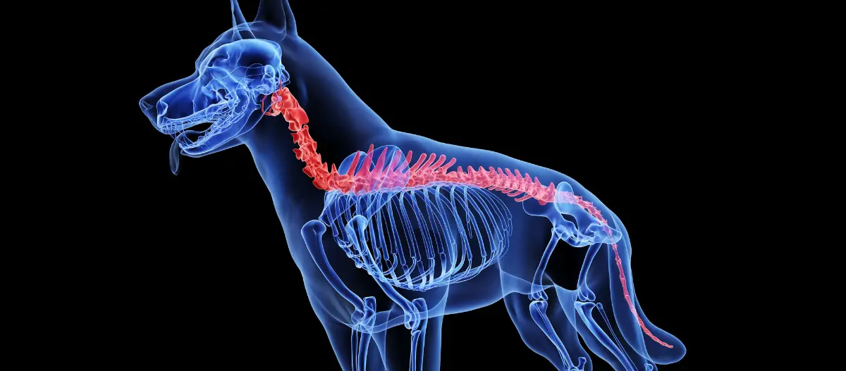 Detaillierte digitale Röntgenaufnahme eines Hundeskeletts mit hervorgehobener Wirbelsäule in Rot