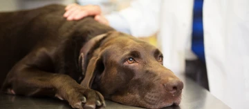 Schokoladenfarbener Labrador liegt auf Untersuchungstisch beim Tierarzt mit beruhigendem Tierarzt