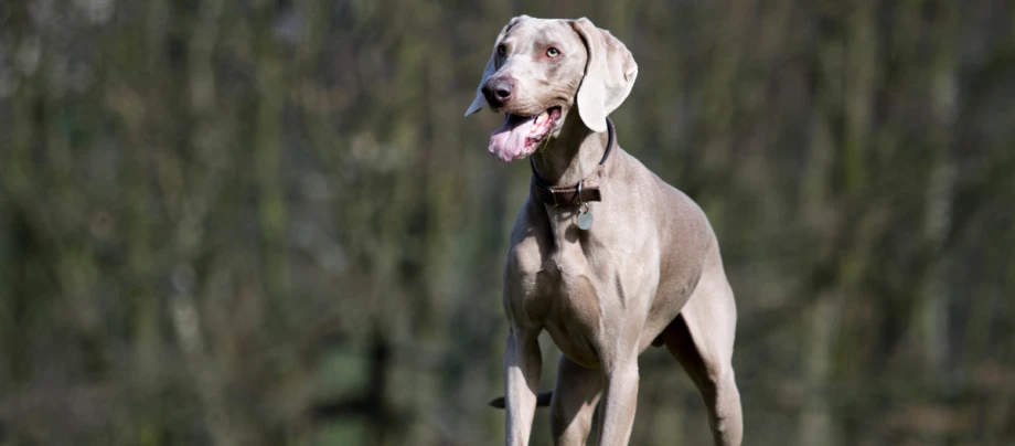 Weimaraner auf der Wiese