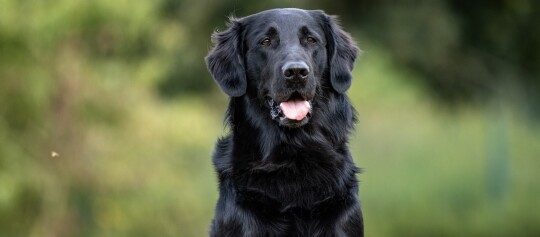 Schwarz glänzender Flat-Coated Retriever Hund sitzt draußen mit offenem Mund und freundlichem Blick vor unscharfem grünem Hintergrund.