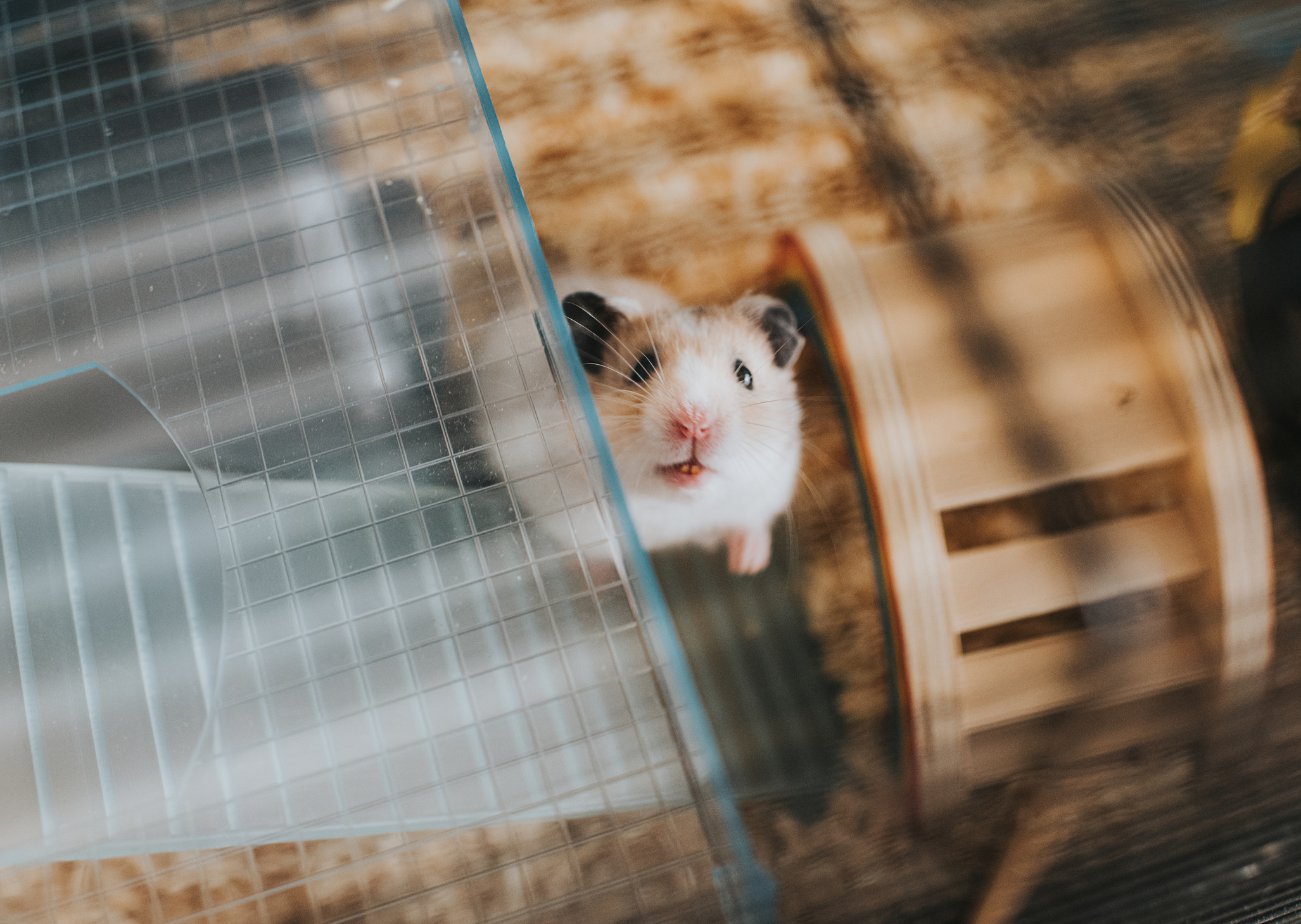 Hamster sitzt im Hamsterkaefig