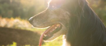 Nahaufnahme eines glücklichen Hundes mit herausgestreckter Zunge im warmen Sonnenlicht im Freien