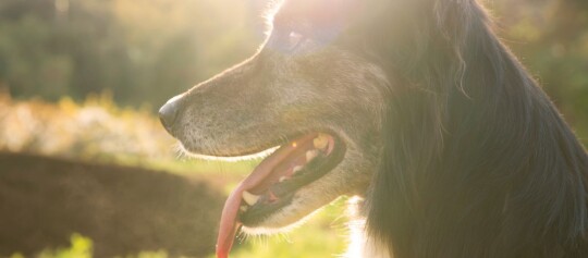 Nahaufnahme eines glücklichen Hundes mit herausgestreckter Zunge im warmen Sonnenlicht im Freien