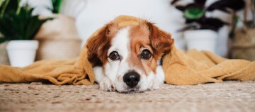 Kleiner braun-weißer Hund liegt entspannt unter einer gelben Decke auf einem Teppich, umgeben von Zimmerpflanzen.
