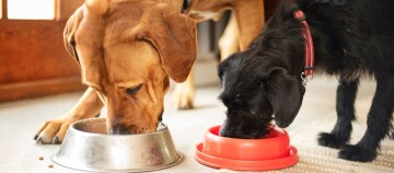 Zwei Hunde futtern aus dem Napf