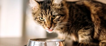 Katze frisst aus dem Napf