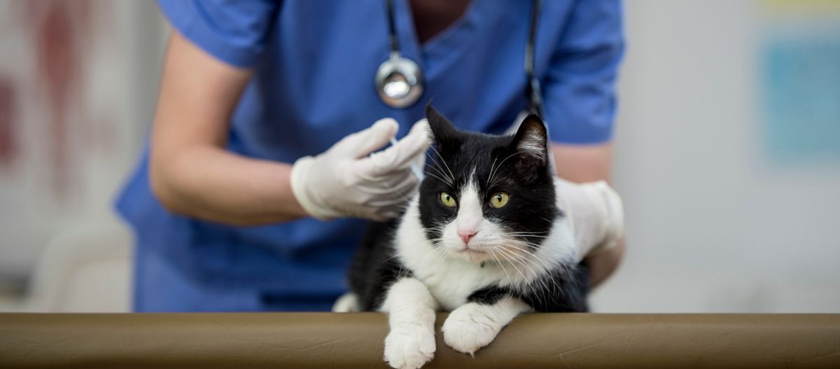 Katzenimpfung Czarnobiały kot na stole do badania u weterynarza w niebieskim uniformie ze stetoskopem