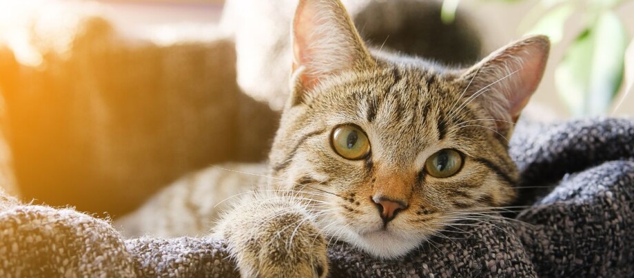 Getigerte Katze liegt entspannt im Körbchen.