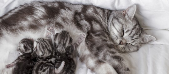 Eine schlafende silberne getigerte Katzenmutter liegt auf einer weißen Decke und säugt ihre drei neugeborenen Kätzchen mit ähnlichen getigerten Fellmustern.