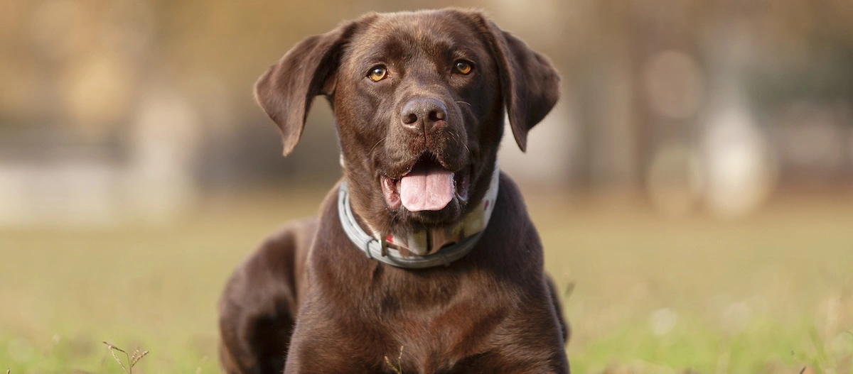 Schokoladenfarbener Labrador Retriever liegt entspannt auf dem Gras im Freien