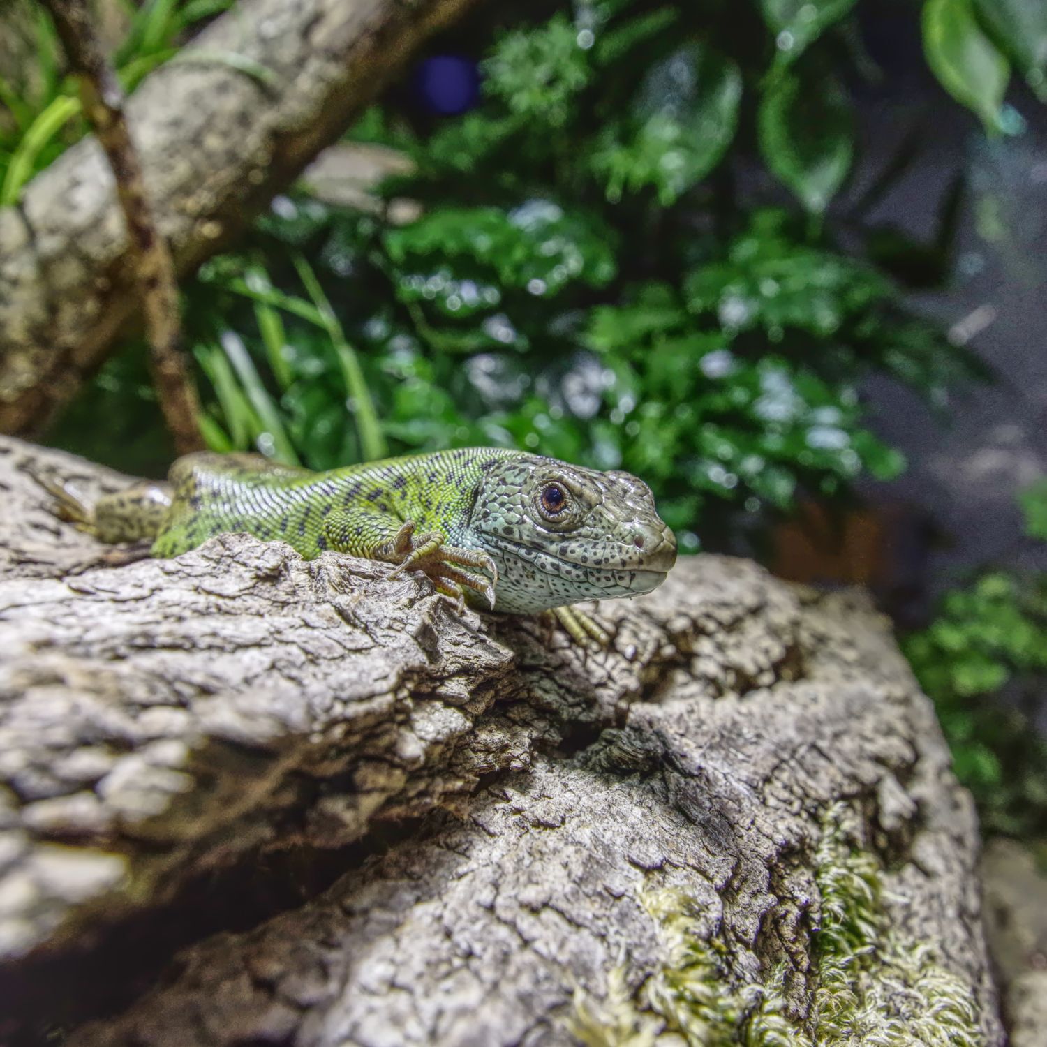 Reptil liegt auf einem Stamm im Terrarium