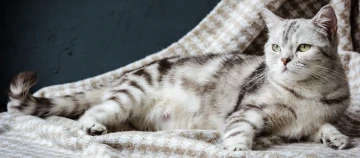 Silberne Tabby-Katze mit grünen Augen liegt entspannt auf einer karierten beige-weißen Decke vor dunklem Hintergrund