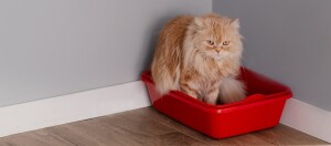 Katze auf dem Katzenklo