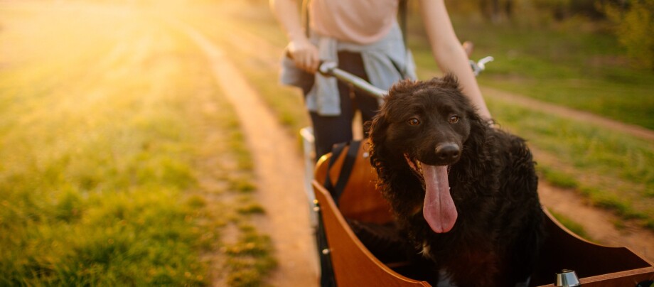 Lastenrad fahren mit Hund im Frühling