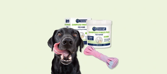 Blije zwarte hond met tandverzorgingsvingerpads en roze kauwspeeltje voor honden