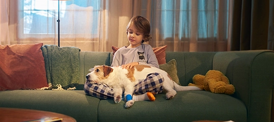 Kleines Kind sitzt auf grünem Sofa und streichelt einen weißen und braunen Hund mit blauem Verband im Wohnzimmer