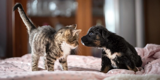Niedliches Kätzchen und Welpe, die sich neugierig auf einem gemütlichen Bett gegenüberstehen