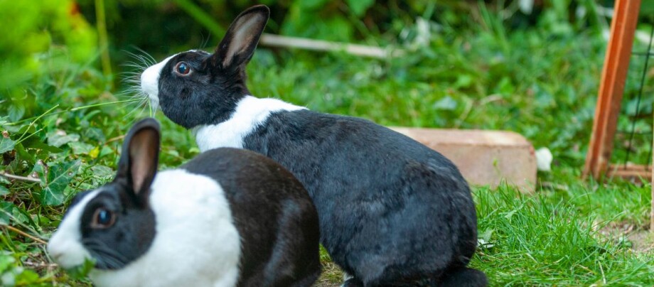 Kaninchen im Garten