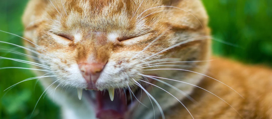 Katze niest plötzlich