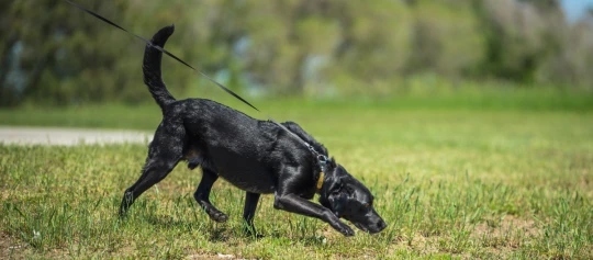 Schwarzer Hund an der Leine schnüffelt konzentriert auf einer grünen Wiese im Freien
