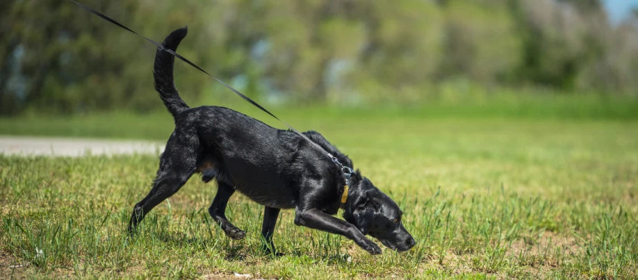 Hund an der Leine