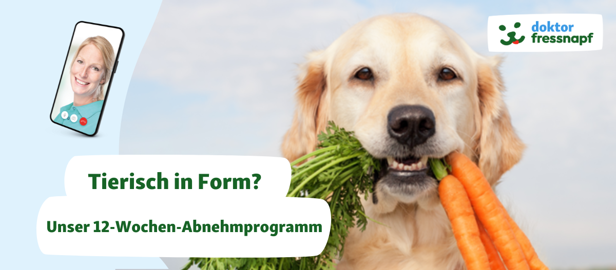Glücklicher Golden Retriever mit Karotten im Maul neben Smartphone mit Tierärztin – 12-Wochen-Abnehmprogramm von Doktor Fressnapf
