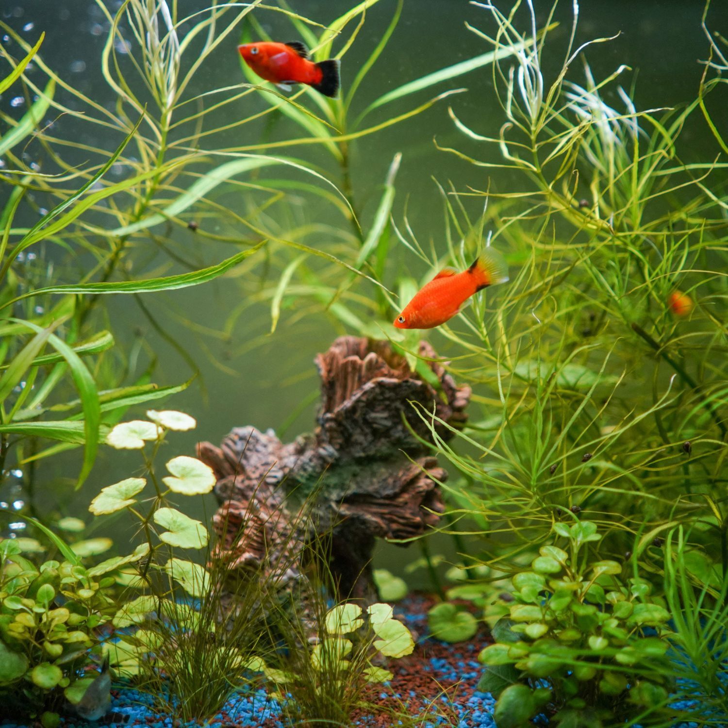 Aquarium mit orangenen Fischen