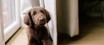 Niedlicher schokoladenbrauner Labrador-Welpe sitzt neben einem Fenster mit weißen Vorhängen auf einem Holzboden.