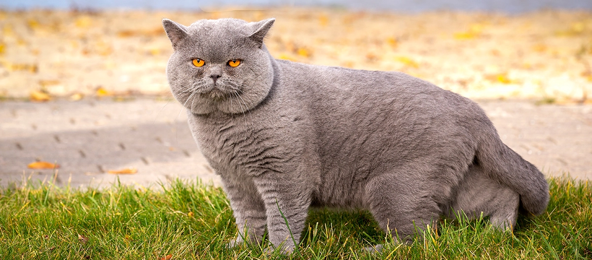 Graue Britisch Kurzhaar Katze mit orangefarbenen Augen steht auf grünem Gras im Herbst